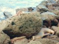 /album/fotogaleria/floreana-jpg/