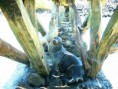 /album/fotogaleria/foca-jpg/