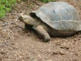 /album/fotogaleria/tortuga-jpg/