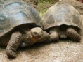 /album/fotogaleria/tortuga3-jpg/
