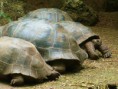 /album/fotogaleria/tortugas-jpg/